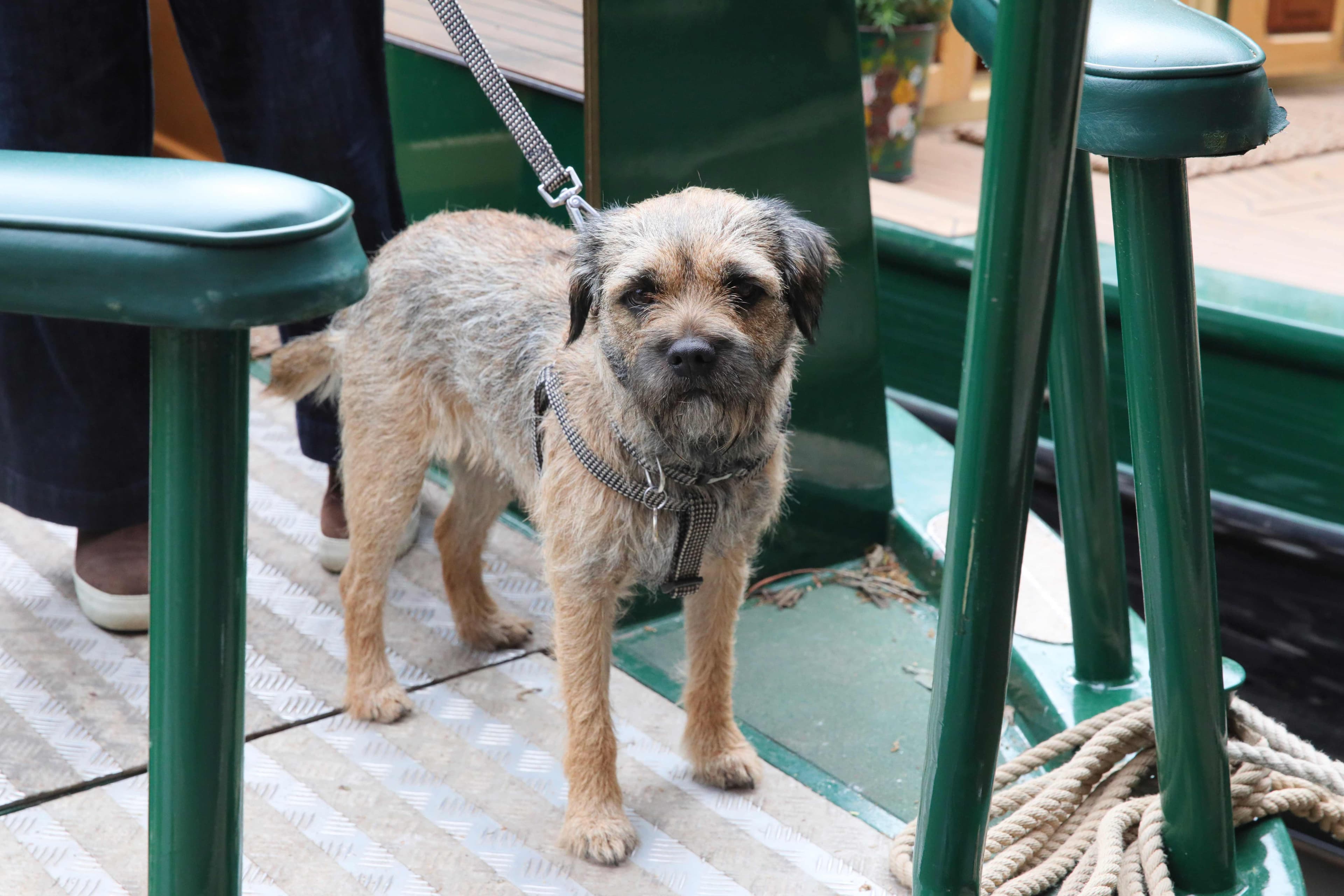 Not forgetting our four-legged friends