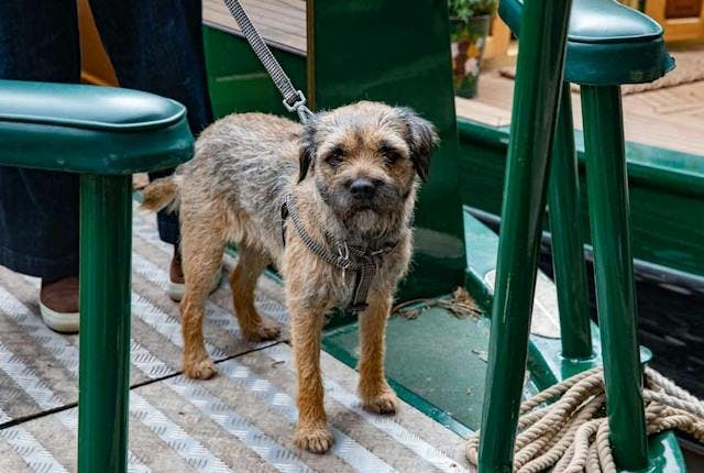 Canal boating: a dog-friendly holiday!